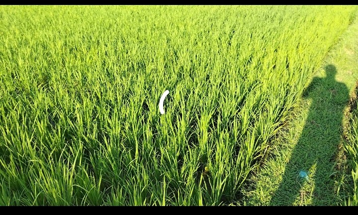 Lapangan pekerjaan dan sumber pendapatan bagi petani serta masyarakat pedesaan.Daya Teungoh